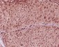 Anti-GAPDH Rabbit Monoclonal Antibody